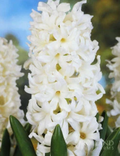 Menu Pastel Mix Hyacinth Collection -Outlet Holland Bulb Farms Store 84118 aiolos hyacinth