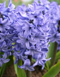 Menu Pastel Mix Hyacinth Collection -Outlet Holland Bulb Farms Store 84119