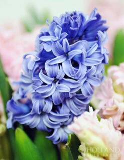 Menu Pastel Mix Hyacinth Collection -Outlet Holland Bulb Farms Store 84119 blue star hyacinth