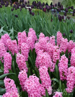 Menu Vivid Hyacinth Collection -Outlet Holland Bulb Farms Store 84120 pink pearl hyacinth 2 1