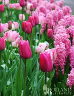 Menu Vivid Hyacinth Collection -Outlet Holland Bulb Farms Store 84120 pink pearl hyacinth 4 1
