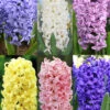 Menu Pastel Mix Hyacinth Collection