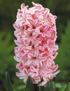 Menu Pastel Mix Hyacinth Collection -Outlet Holland Bulb Farms Store 84122 pastel mix hyacinth collection 3