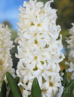 Menu Pastel Mix Hyacinth Collection -Outlet Holland Bulb Farms Store 84122 pastel mix hyacinth collection 5