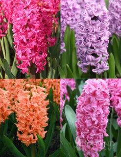 Menu Vivid Hyacinth Collection