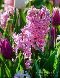 Menu Pastel Mix Hyacinth Collection -Outlet Holland Bulb Farms Store 84125 fondant hyacinth 2