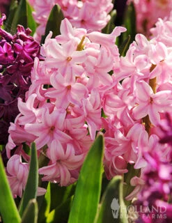 Menu Pastel Mix Hyacinth Collection -Outlet Holland Bulb Farms Store 84125 fondant hyacinth 3