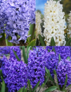 Menu Dutch Blue And White Hyacinth Collection