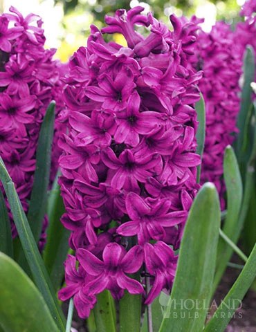 Menu Berries & Cream Hyacinth Collection 17 Menu Berries & Cream Hyacinth Collection - Image 15