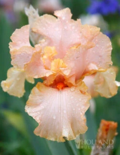Menu Reblooming German Iris Collection -Outlet Holland Bulb Farms Store 85117 beverly sills reblooming bearded iris