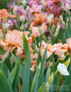 Menu Reblooming German Iris Collection -Outlet Holland Bulb Farms Store 85117 beverly sills reblooming bearded iris 3
