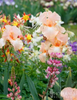 Menu Reblooming German Iris Collection -Outlet Holland Bulb Farms Store 85117 beverly sills reblooming bearded iris 4