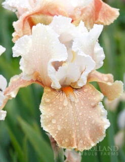 Menu Reblooming German Iris Collection -Outlet Holland Bulb Farms Store 85122 champagne elegance reblooming iris