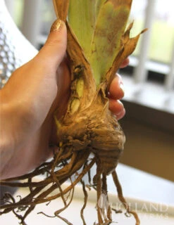 Menu Darkness Into Light Iris Collection -Outlet Holland Bulb Farms Store 85123 immortality reblooming bearded iris 2