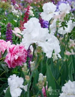 Menu Darkness Into Light Iris Collection -Outlet Holland Bulb Farms Store 85123 immortality reblooming bearded iris 3