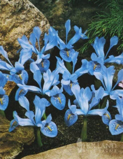 Menu Early Spring Flowers Garden Kit -Outlet Holland Bulb Farms Store 85134 cantab dwarf iris 4