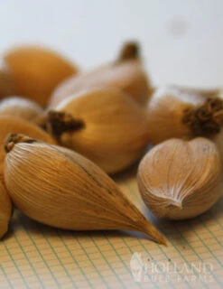 Menu Early Spring Flowers Garden Kit -Outlet Holland Bulb Farms Store 85134 cantab dwarf iris 5