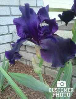 Menu Waves Of Purple Bearded Iris Collection -Outlet Holland Bulb Farms Store 85175 anvil of darkness bearded iris 2 1