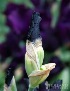 Menu Waves Of Purple Bearded Iris Collection -Outlet Holland Bulb Farms Store 85175 anvil of darkness bearded iris 3 1