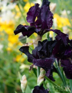 Menu Waves Of Purple Bearded Iris Collection -Outlet Holland Bulb Farms Store 85175 anvil of darkness bearded iris 4 1