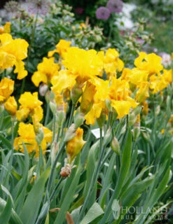 Menu Late Spring Spectacular Garden -Outlet Holland Bulb Farms Store 85178 bold look bearded iris 2