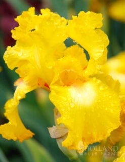 Menu Late Spring Spectacular Garden -Outlet Holland Bulb Farms Store 85178 bold look bearded iris