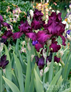 Menu Purple Pizzazz Collection 32 Menu Purple Pizzazz Collection -Outlet Holland Bulb Farms Store 85183 berry fulfilling bearded iris 2