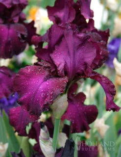 Menu Waves Of Purple Bearded Iris Collection -Outlet Holland Bulb Farms Store 85183 berry fulfilling bearded iris 3