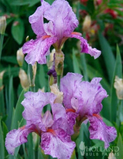 Menu Waves Of Purple Bearded Iris Collection -Outlet Holland Bulb Farms Store 85184 mean streak bearded iris 2