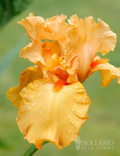 Menu Regal Gold Duo Collection -Outlet Holland Bulb Farms Store 85186 avalon sunset bearded iris 1
