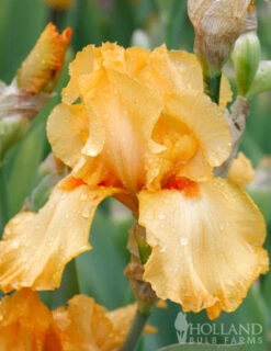 Menu Regal Gold Duo Collection -Outlet Holland Bulb Farms Store 85186 avalon sunset bearded iris 2 1