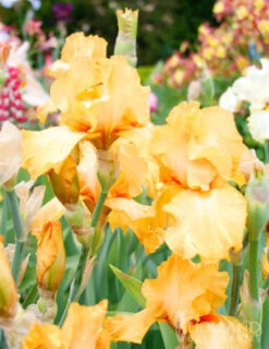 Menu Cheerful Duo Bearded Iris Collection -Outlet Holland Bulb Farms Store 85186 avalon sunset bearded iris 3