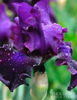 Menu Waves Of Purple Bearded Iris Collection -Outlet Holland Bulb Farms Store 85189 standing proud bearded iris 2
