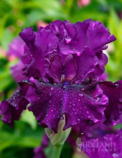 Menu Waves Of Purple Bearded Iris Collection -Outlet Holland Bulb Farms Store 85189 standing proud bearded iris