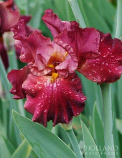 Menu Simple Late Spring Collection -Outlet Holland Bulb Farms Store 85191 war chief bearded iris 3