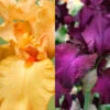 Menu Cheerful Duo Bearded Iris Collection