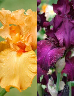 Menu Cheerful Duo Bearded Iris Collection