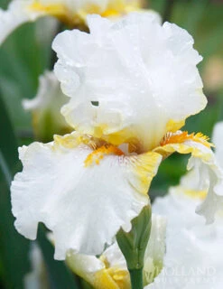 Menu Late Spring Spectacular Garden -Outlet Holland Bulb Farms Store 85205 goldkist bearded iris 2