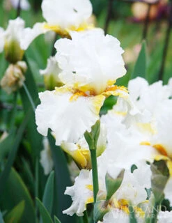 Menu Late Spring Spectacular Garden -Outlet Holland Bulb Farms Store 85205 goldkist bearded iris