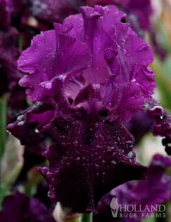 Menu Plumkist Bearded Iris Collection -Outlet Holland Bulb Farms Store 85206 plum fun bearded iris 1