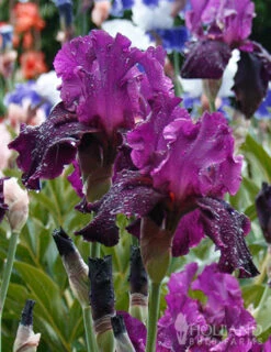 Menu Waves Of Purple Bearded Iris Collection -Outlet Holland Bulb Farms Store 85206 plum fun bearded iris 2