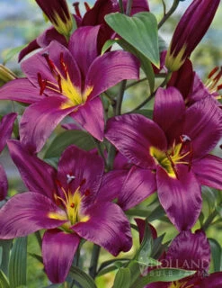 Menu Orienpet Lily Collection -Outlet Holland Bulb Farms Store 86101 purple prince orienpet lily 1