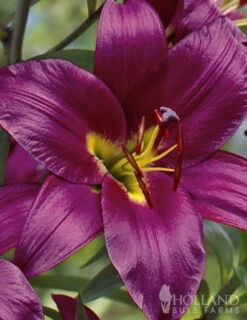 Menu Orienpet Lily Collection -Outlet Holland Bulb Farms Store 86101 purple prince orienpet lily 2