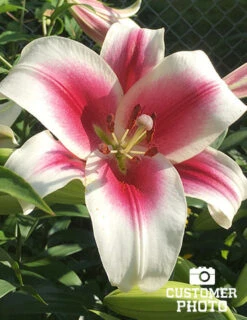Menu Orienpet Lily Collection -Outlet Holland Bulb Farms Store 86102 garden pleasure orienpet lily 2018 08 16 charlene burge lake station in