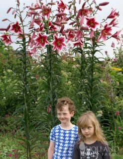 Menu Orienpet Lily Collection -Outlet Holland Bulb Farms Store 86102 garden pleasure orienpet lily 3