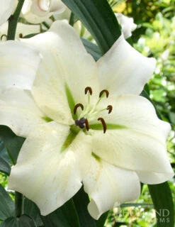 Menu Orienpet Lily Collection -Outlet Holland Bulb Farms Store 86103 pretty woman orienpet lily 2