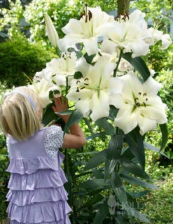 Menu Orienpet Lily Collection -Outlet Holland Bulb Farms Store 86103 pretty woman orienpet lily