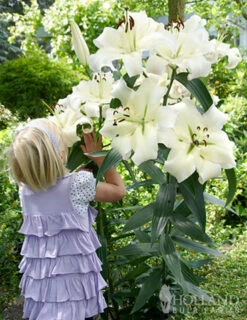 Menu Orienpet Lily Collection -Outlet Holland Bulb Farms Store 86104 orienpet lily collection 4