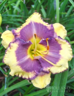 Menu Fancy Frills Daylily Collection -Outlet Holland Bulb Farms Store 86106 blueberry cream daylily