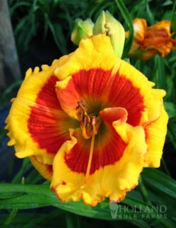 Menu Beginner Daylily Collection -Outlet Holland Bulb Farms Store 86107 brookwood lee causey daylily